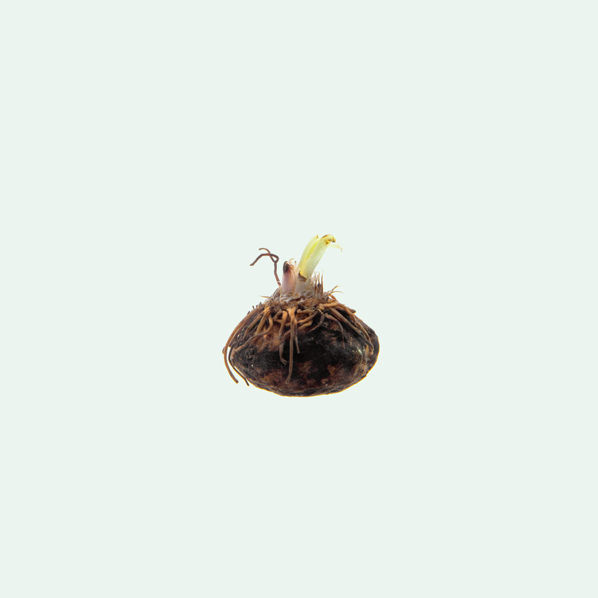 Aponogeton Boivinianus view 2