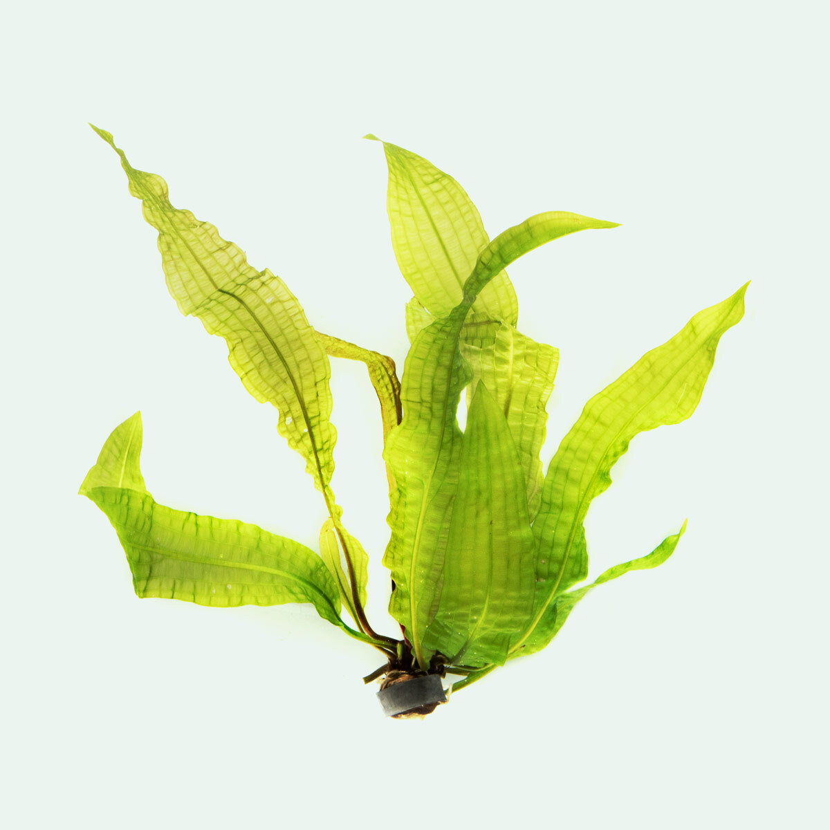 Aponogeton Boivinianus view 5