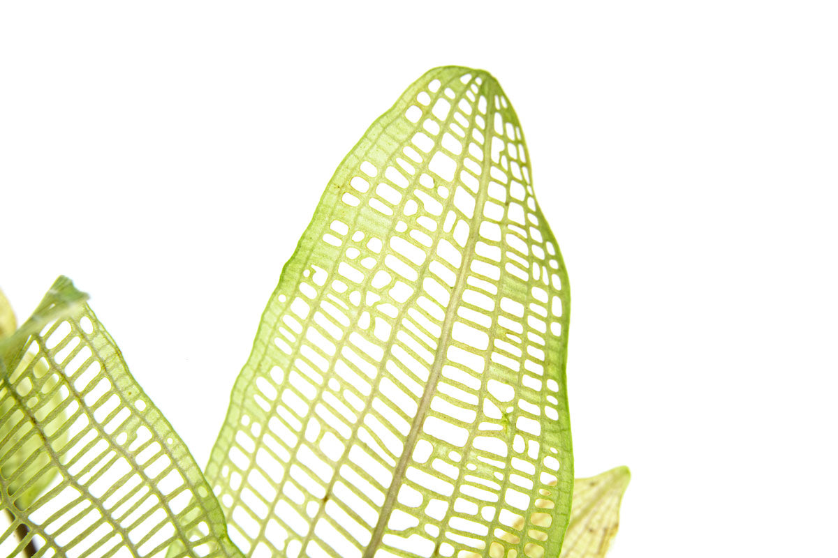 Aponogeton Madagascariensis view 2