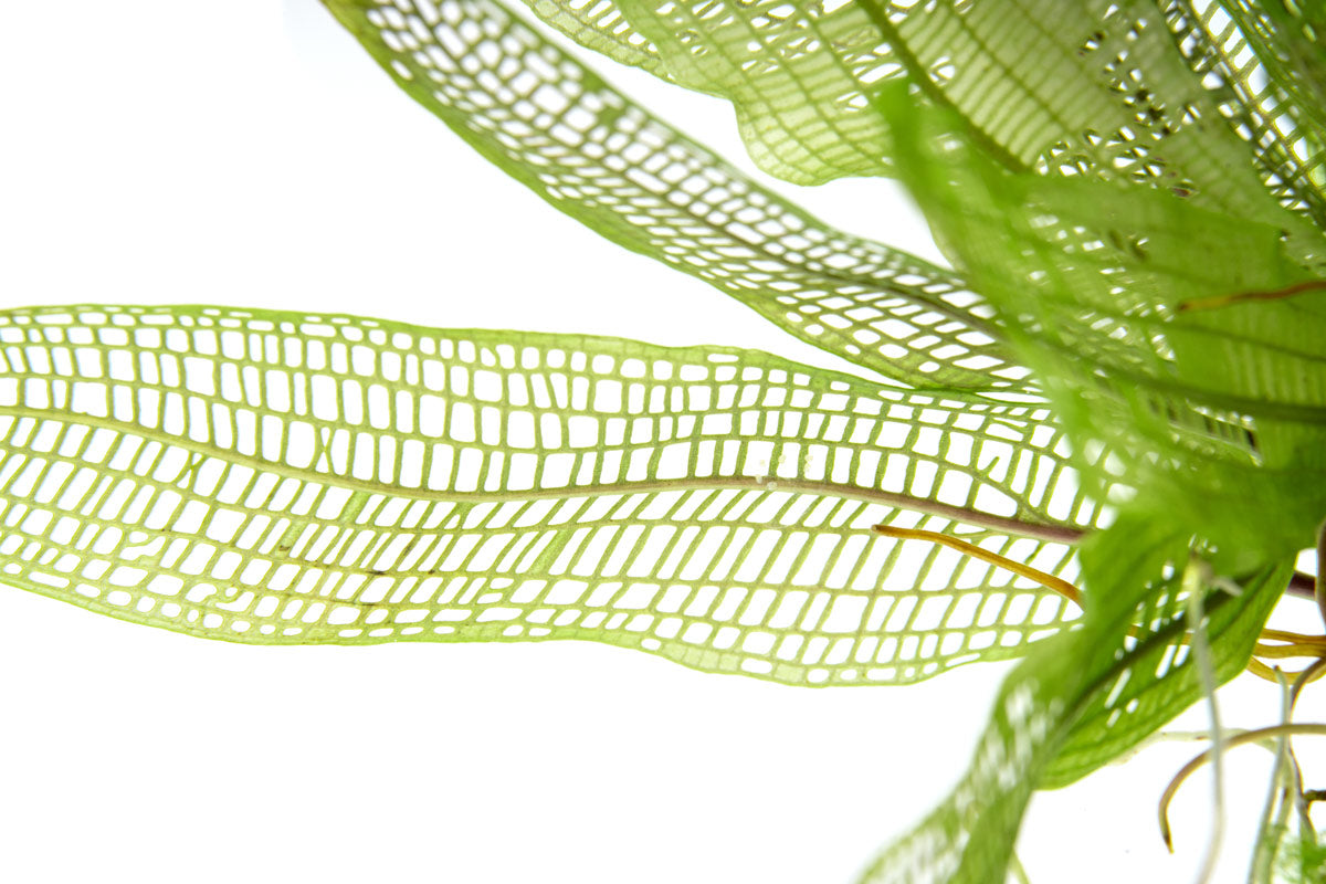 Aponogeton Madagascariensis view 3