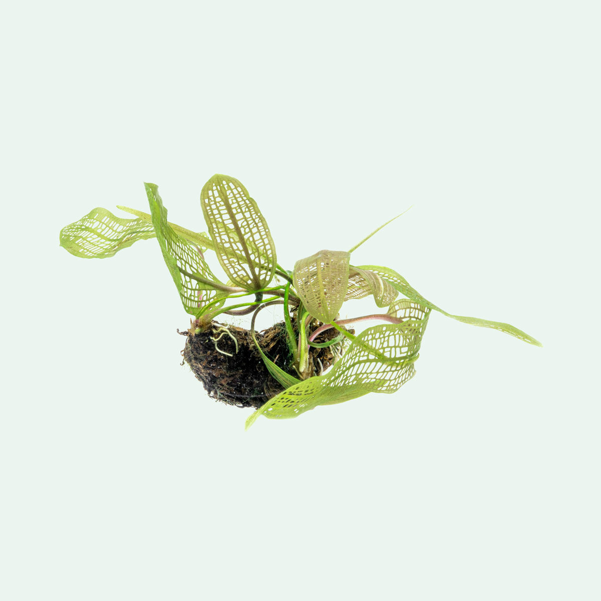 Aponogeton Madagascariensis view 4