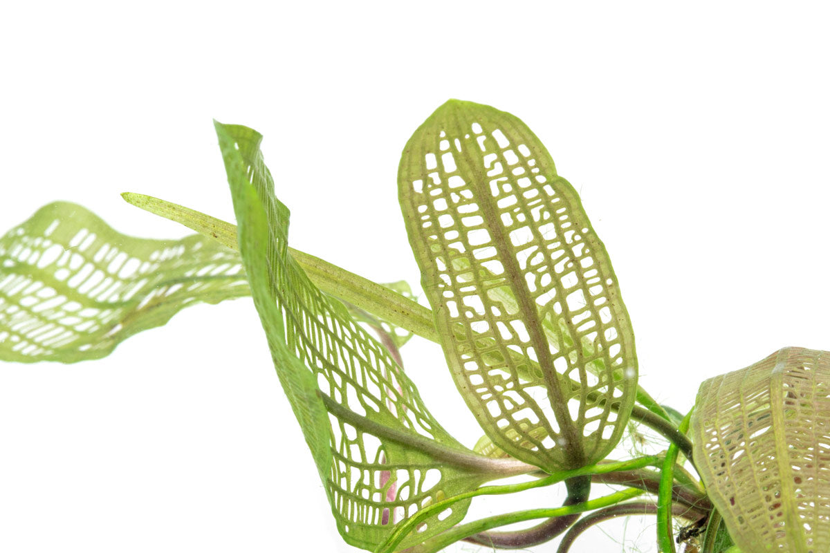 Aponogeton Madagascariensis view 5