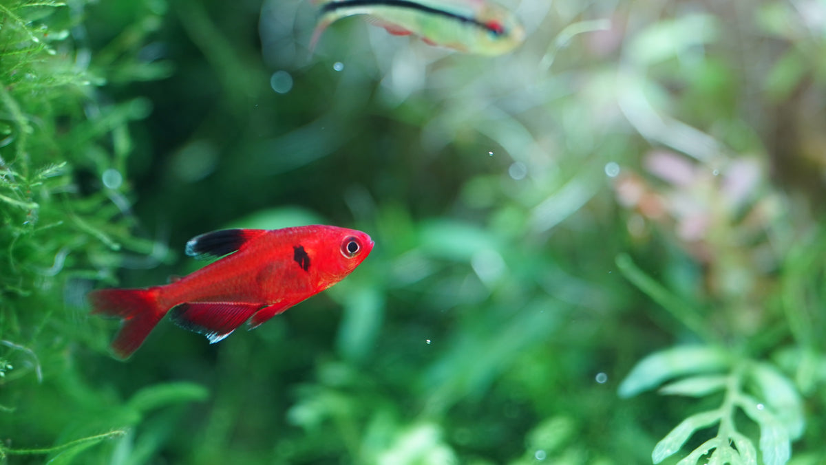 Chihiros B Series LED Aquarium Light view 5