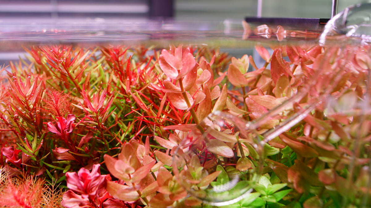 Chihiros WRGB II Pro LED Aquarium Light view 5