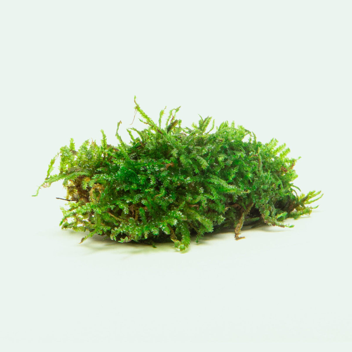Christmas Moss Decor Block