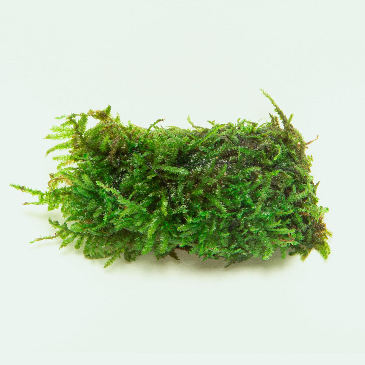 Christmas Moss Decor Block view 2