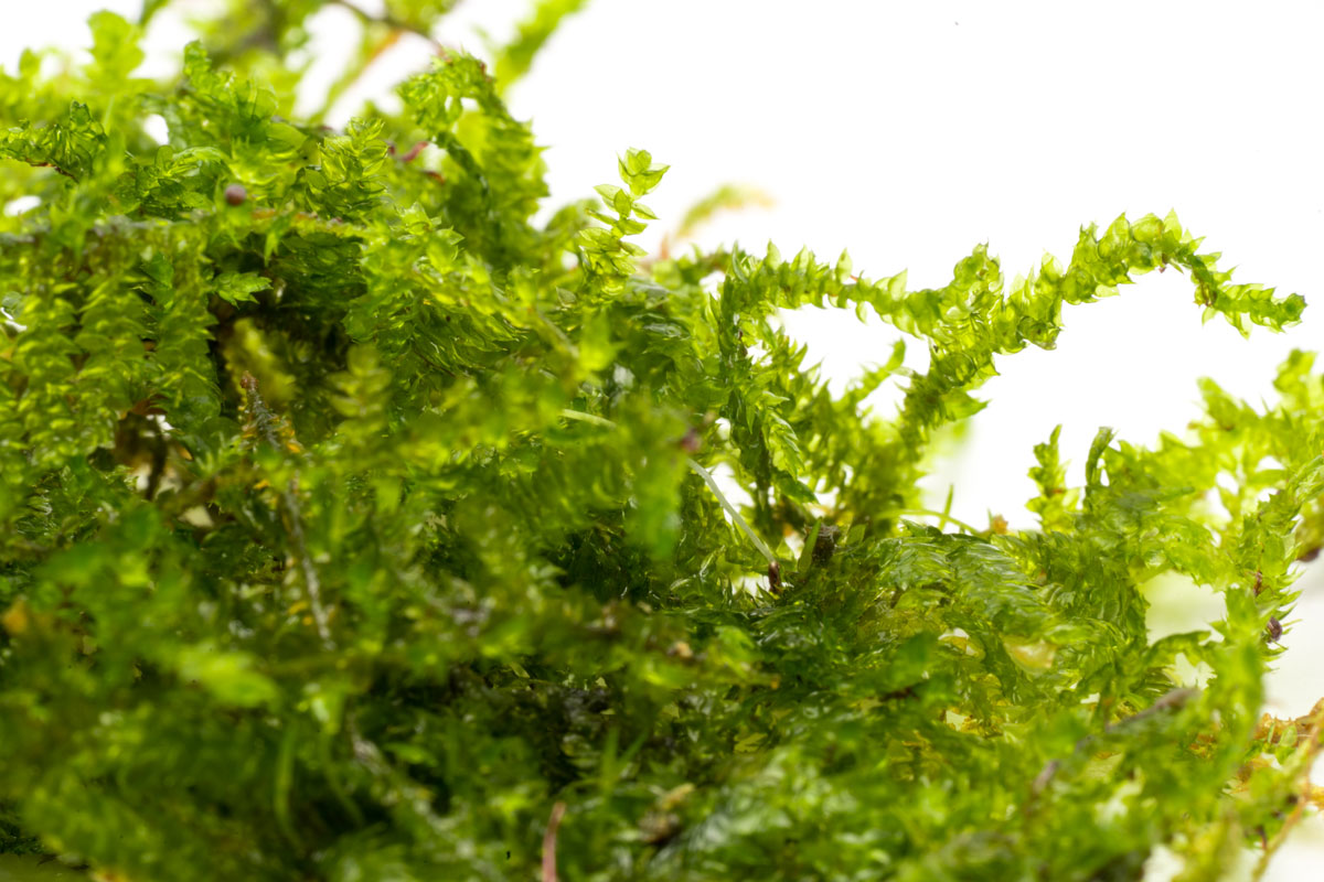 Christmas Moss Decor Block view 3