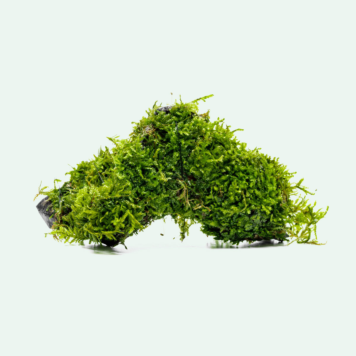 Christmas Moss Driftwood