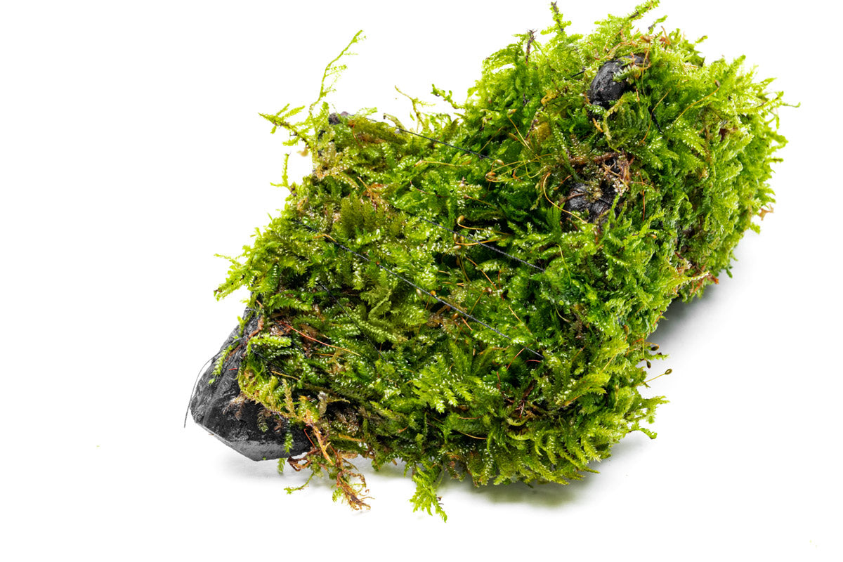 Christmas Moss Driftwood view 2