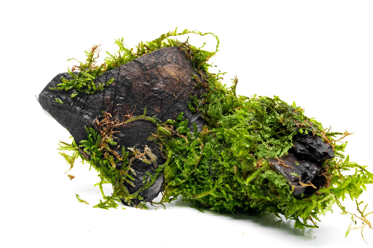 Christmas Moss Driftwood view 3