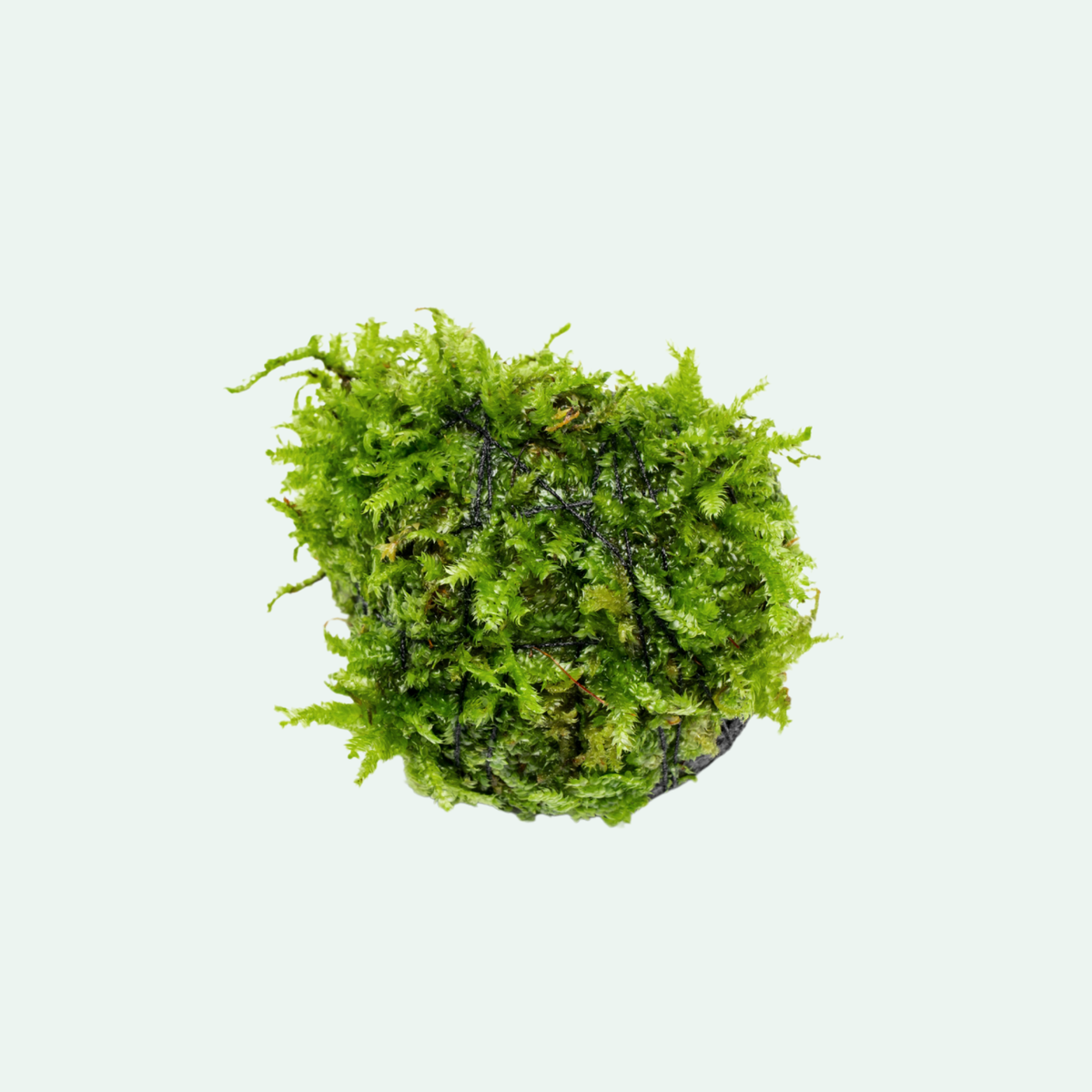 Christmas Moss Lava Rock view 2