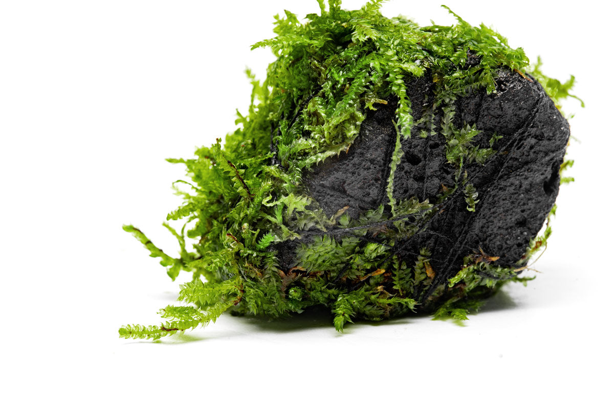 Christmas Moss Lava Rock view 3