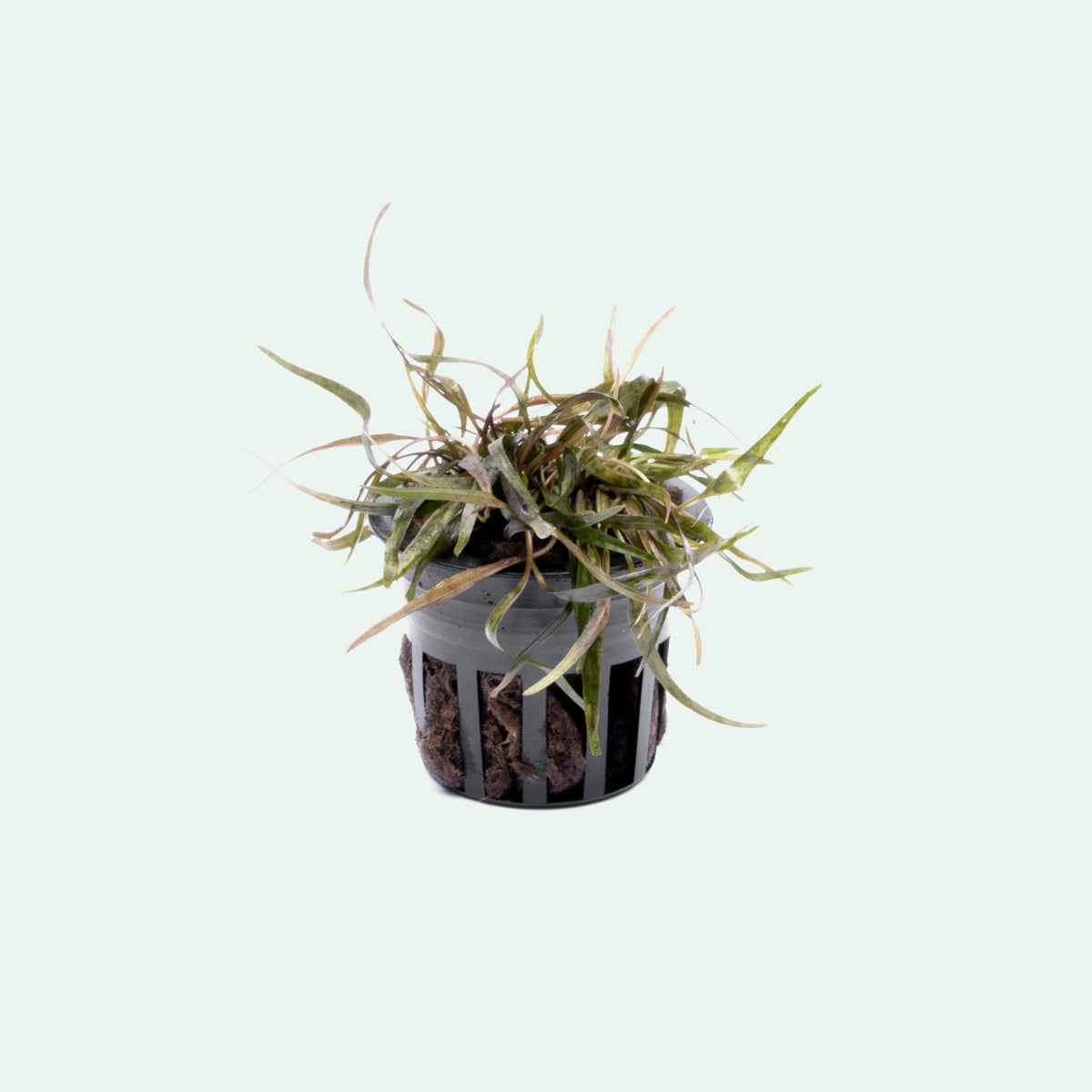 Cryptocoryne Ferruginea Sekadauensis view 2