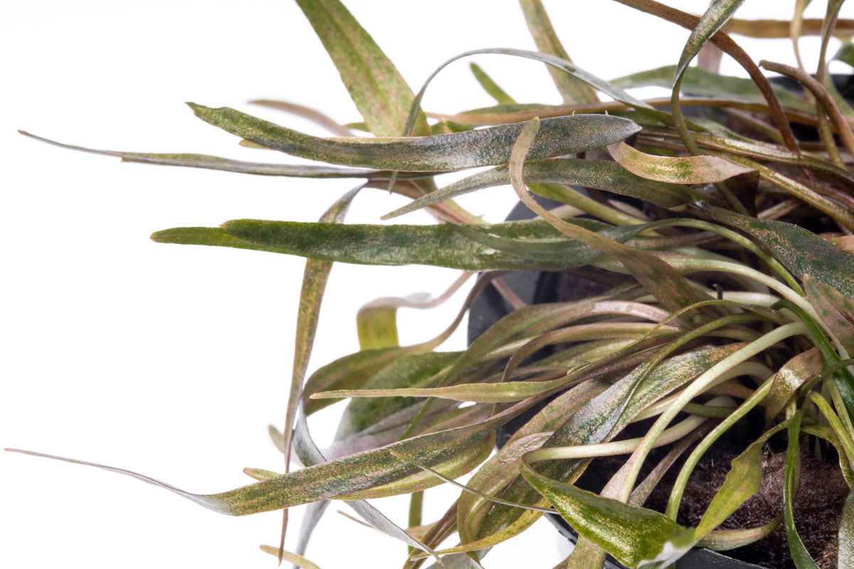 Cryptocoryne Ferruginea Sekadauensis view 3