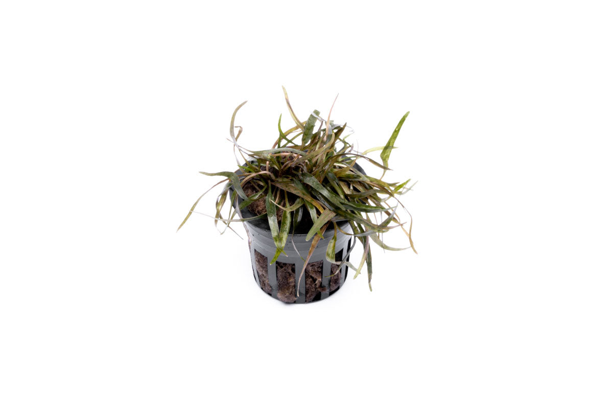 Cryptocoryne Ferruginea Sekadauensis view 4