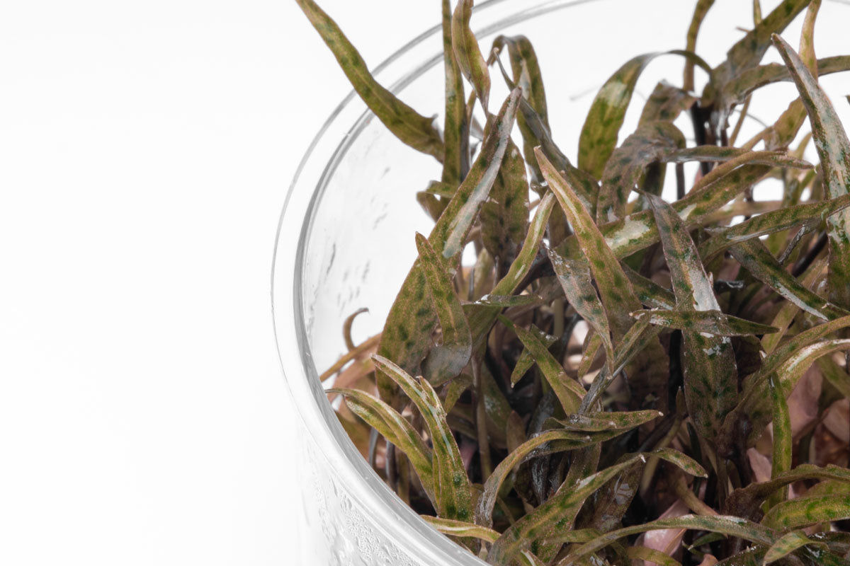 Cryptocoryne Ferruginea Sekadauensis view 5