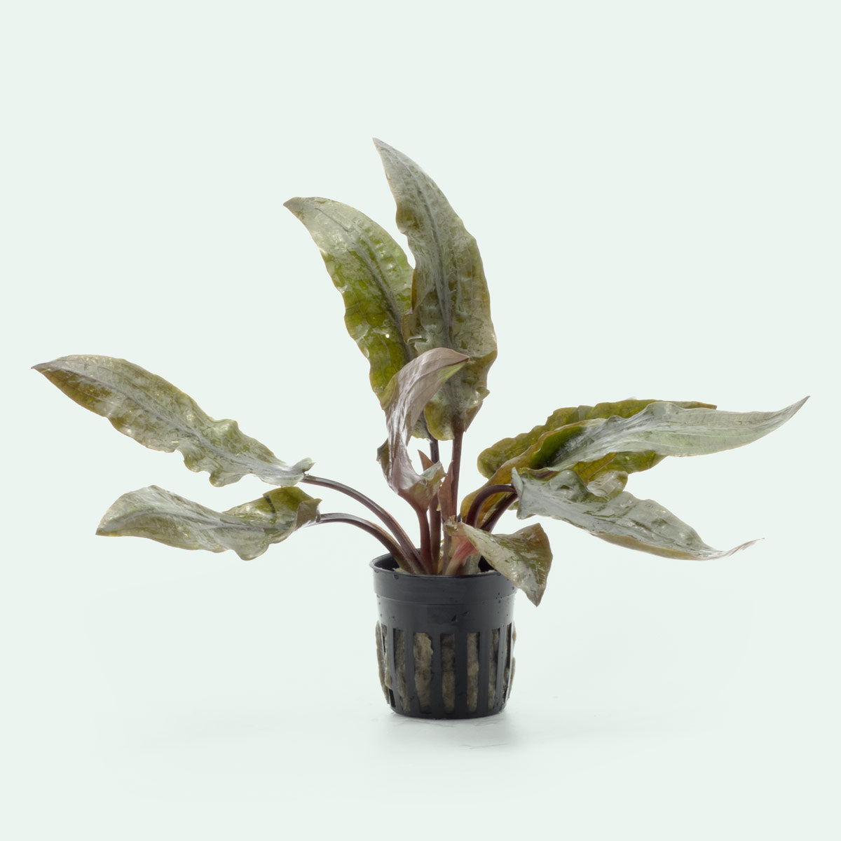 Cryptocoryne Hudoroi view 2