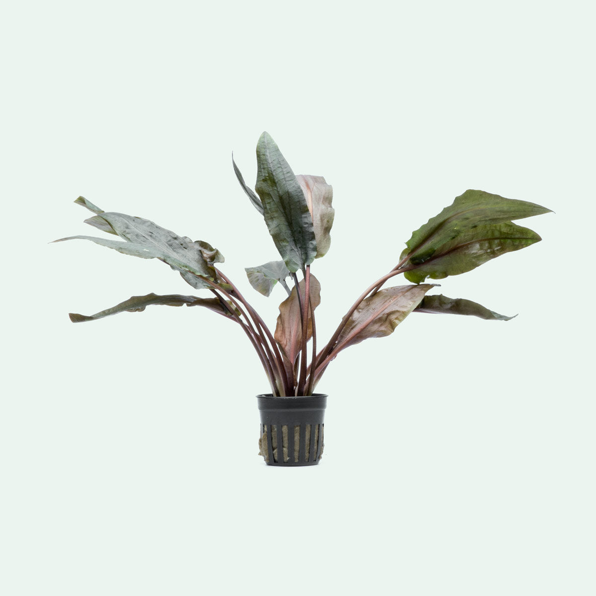 Cryptocoryne Hudoroi view 3