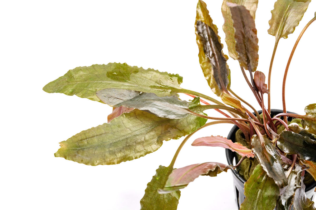 Cryptocoryne Hudoroi view 4