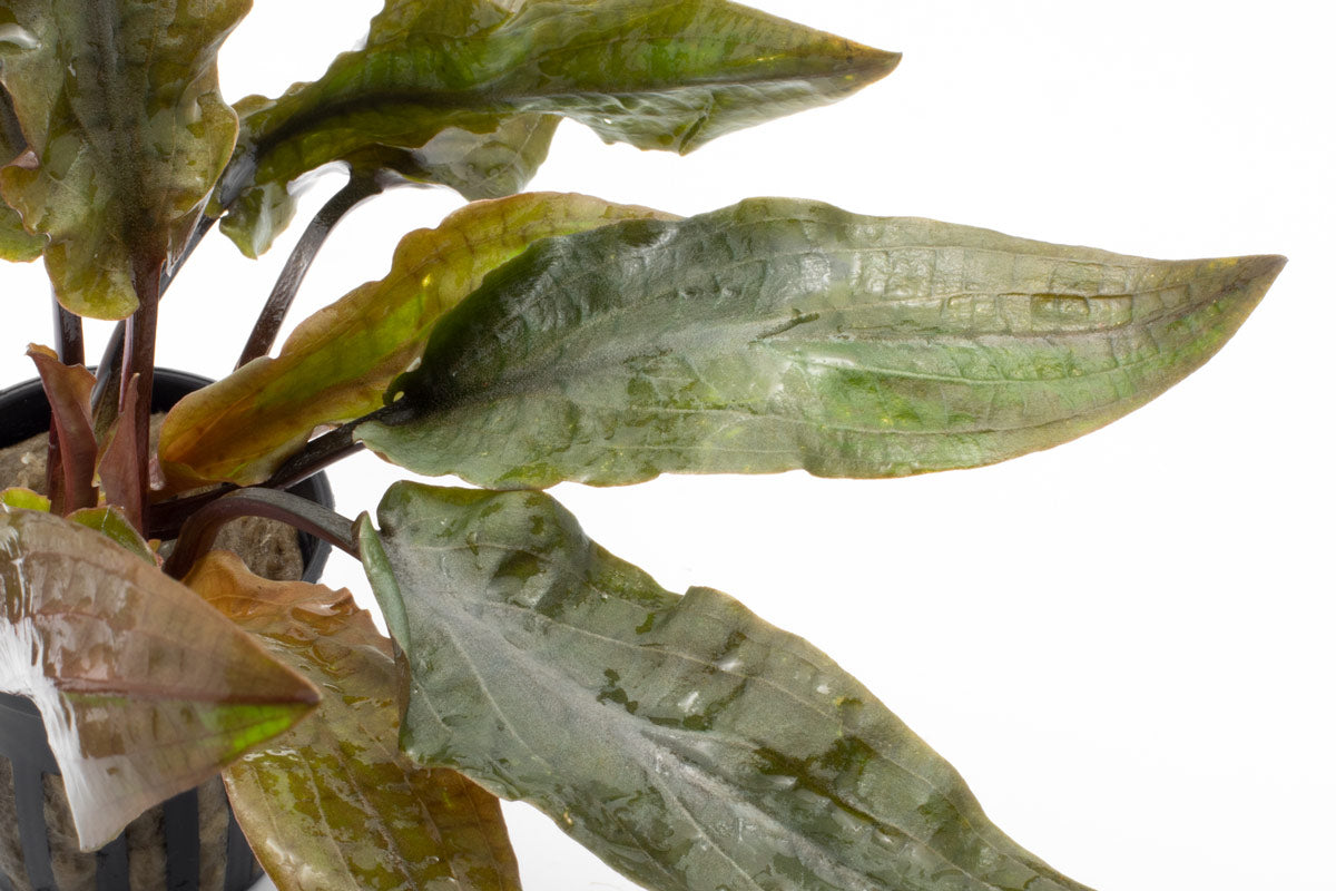 Cryptocoryne Hudoroi view 5