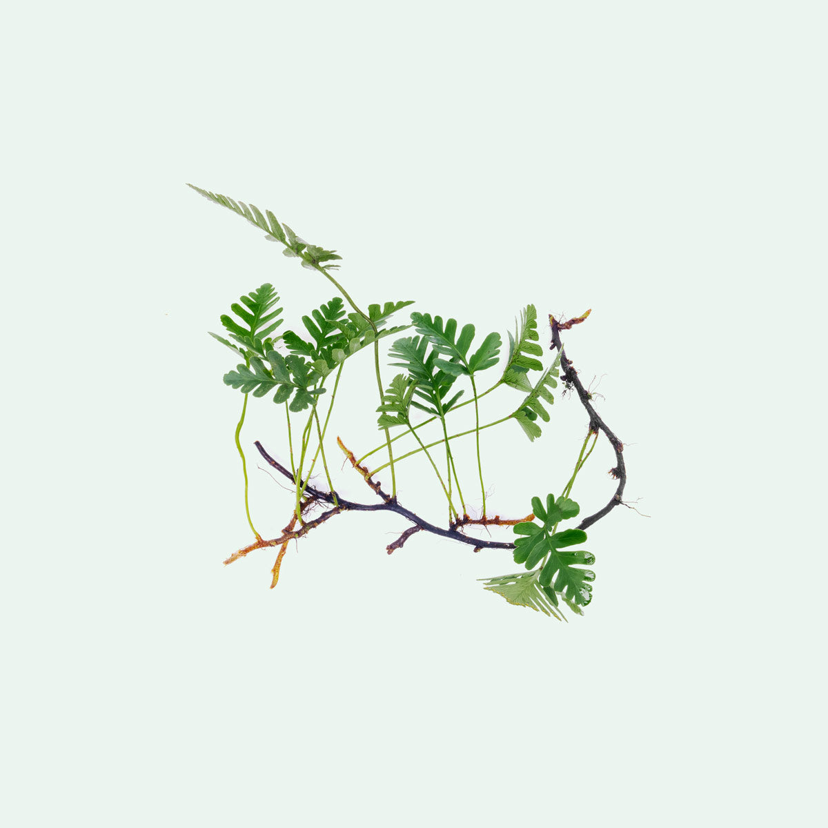 Davallia Repens