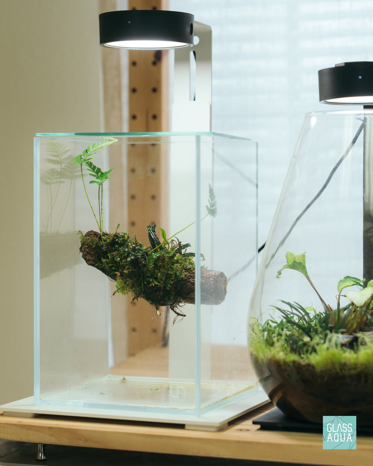 Davallia Repens view 2