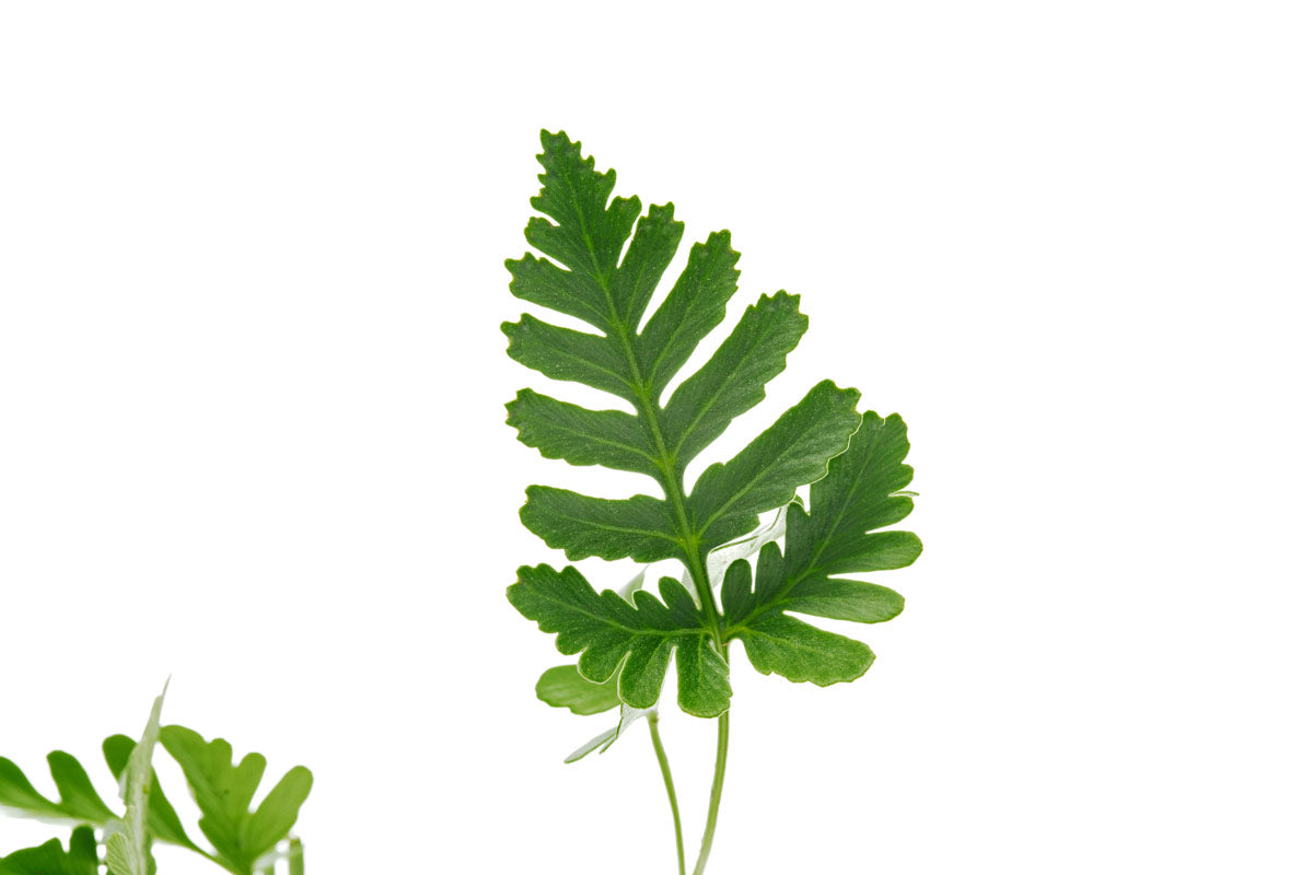 Davallia Repens view 3