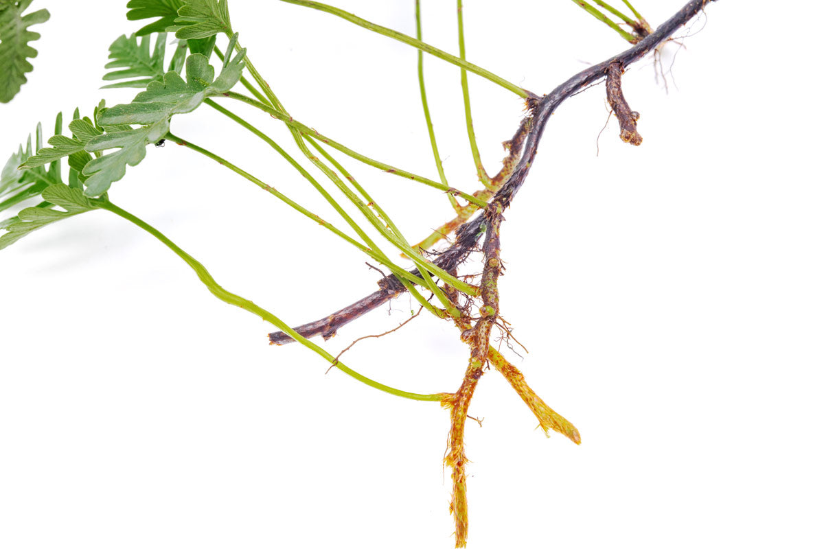 Davallia Repens view 5
