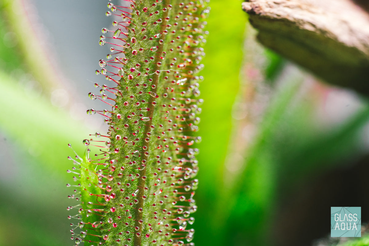 Drosera Rotundifolia view 3