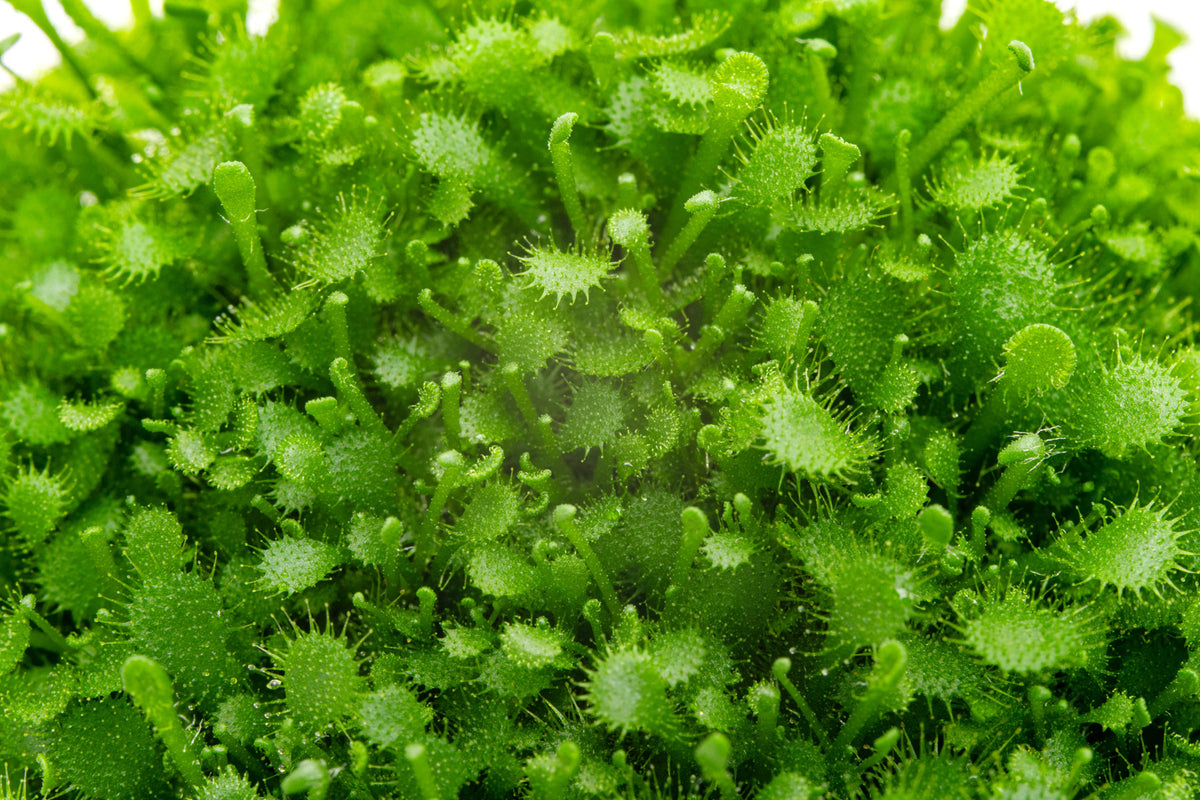 Drosera Spatulata 'Labill' view 3