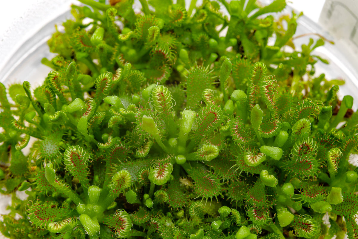 Drosera Spatulata 'Lovellae' view 2