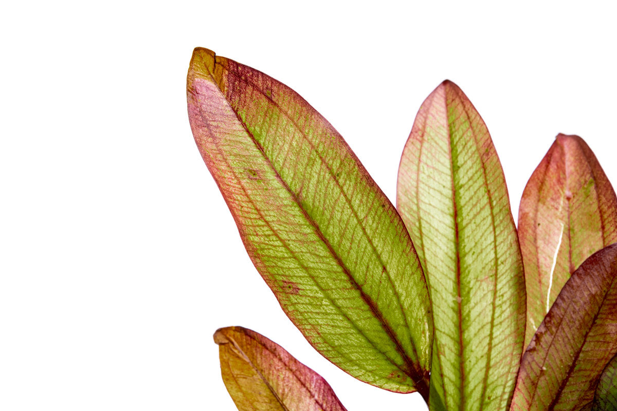 Echinodorus Devil Eye view 2