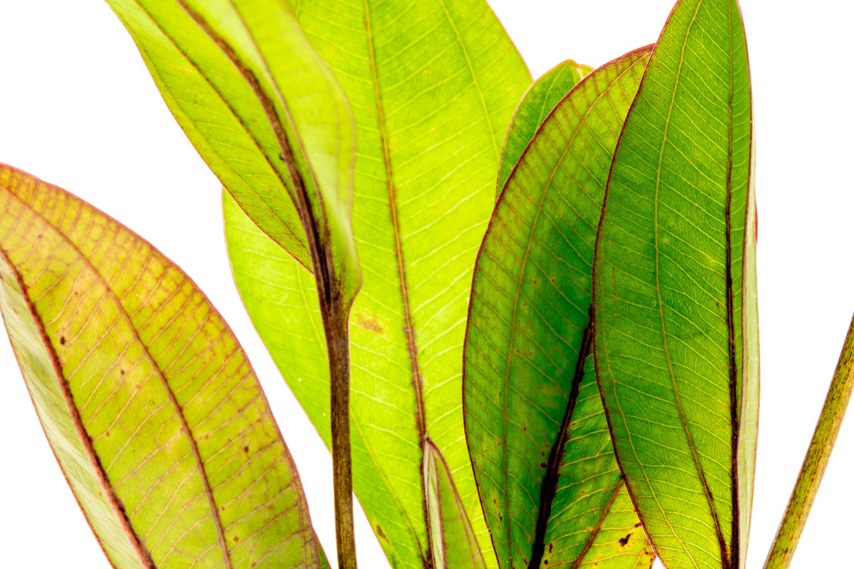 Echinodorus Devil Eye view 5