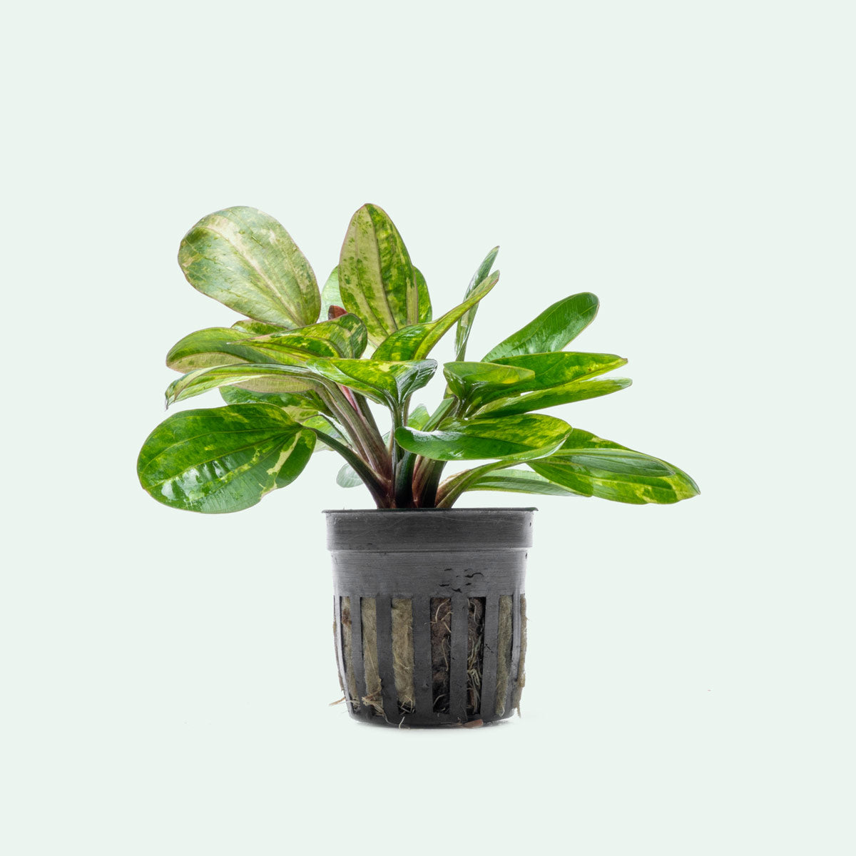Echinodorus Hadi Red Pearl Variegated