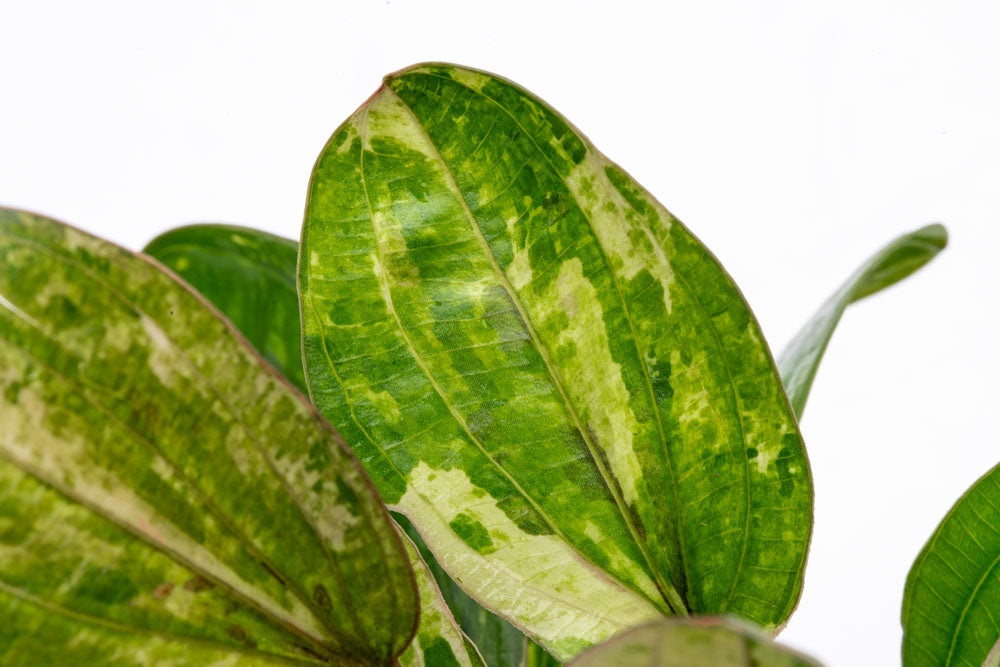 Echinodorus Hadi Red Pearl Variegated view 2