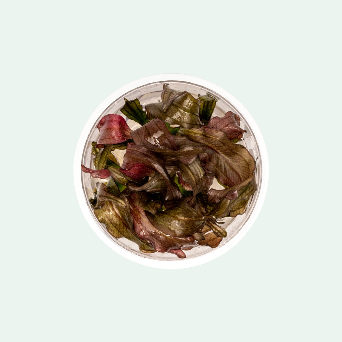 Echinodorus Red Diamond Tissue Culture