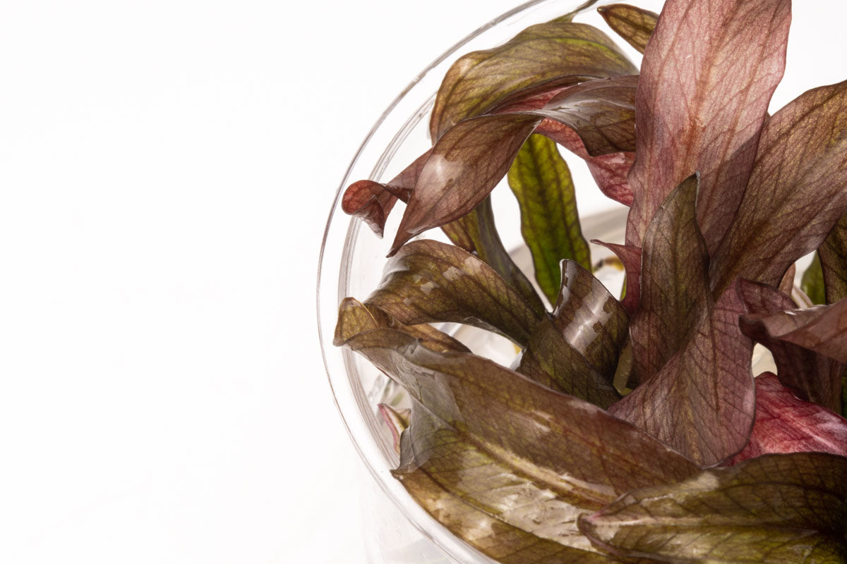 Echinodorus Red Diamond Tissue Culture view 2