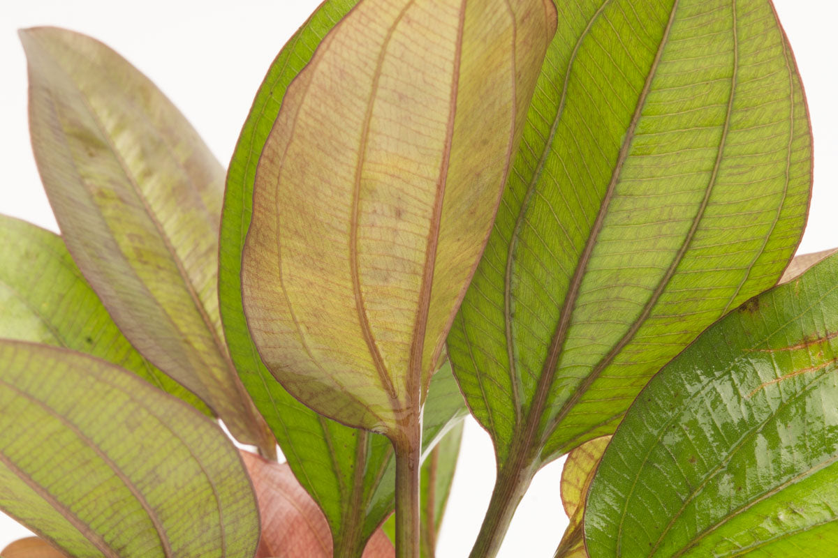 Echinodorus Red Flame view 2