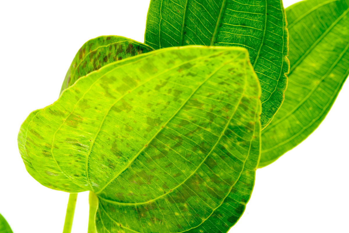 Echinodorus Tiger Green view 2