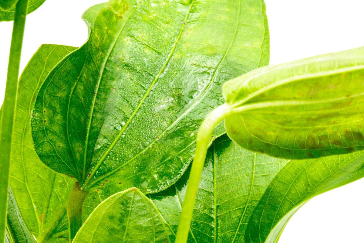 Echinodorus Tiger Green view 3