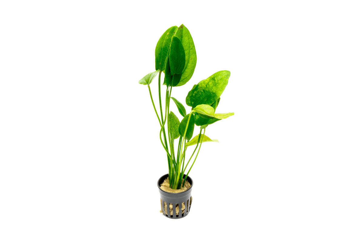 Echinodorus Tiger Green view 4