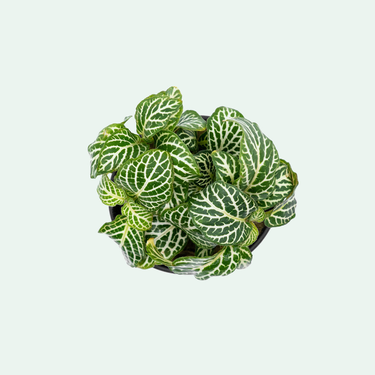 Fittonia Albivenis view 2