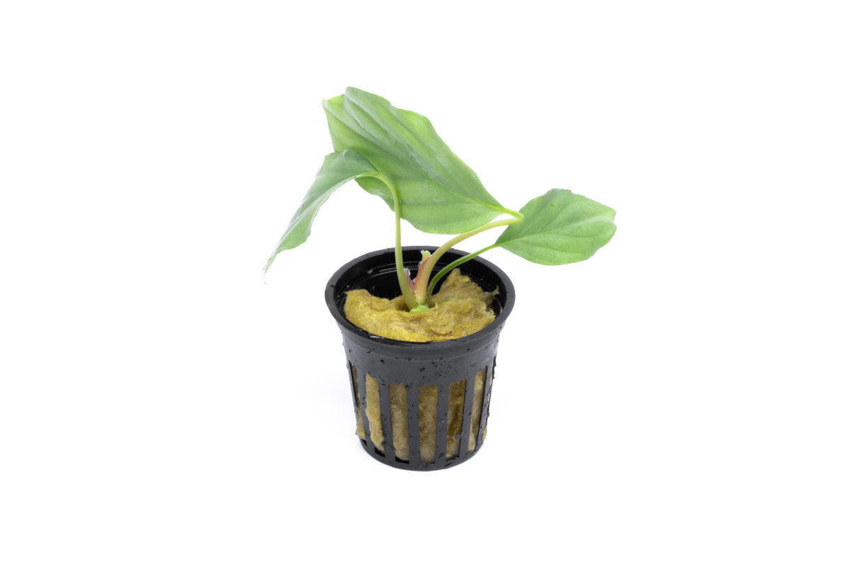 Homalomena Silver view 3