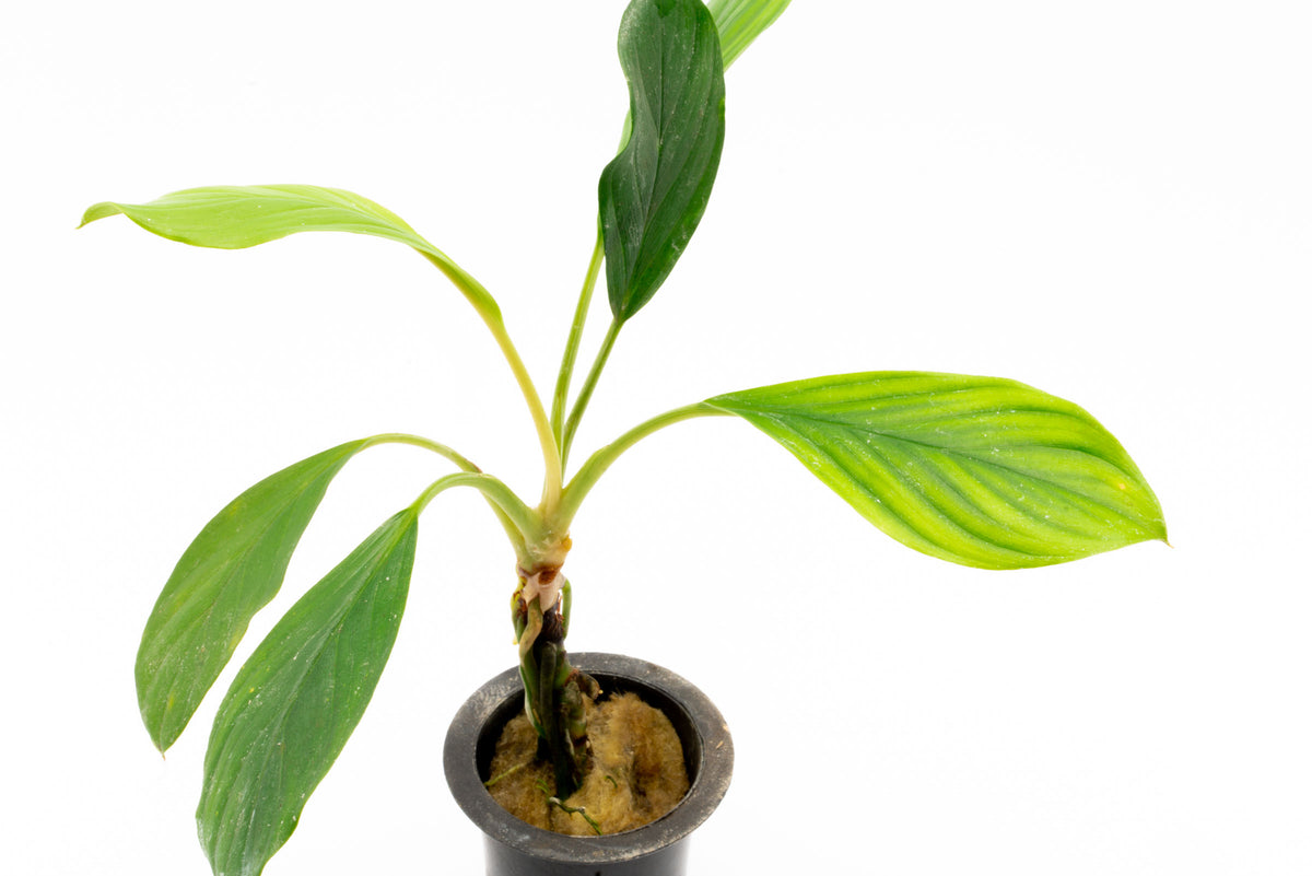 Homalomena Silver view 4