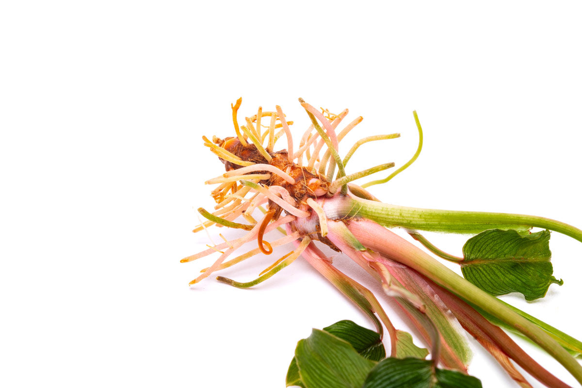 Homalomena sp. Papua (Samurai) view 3