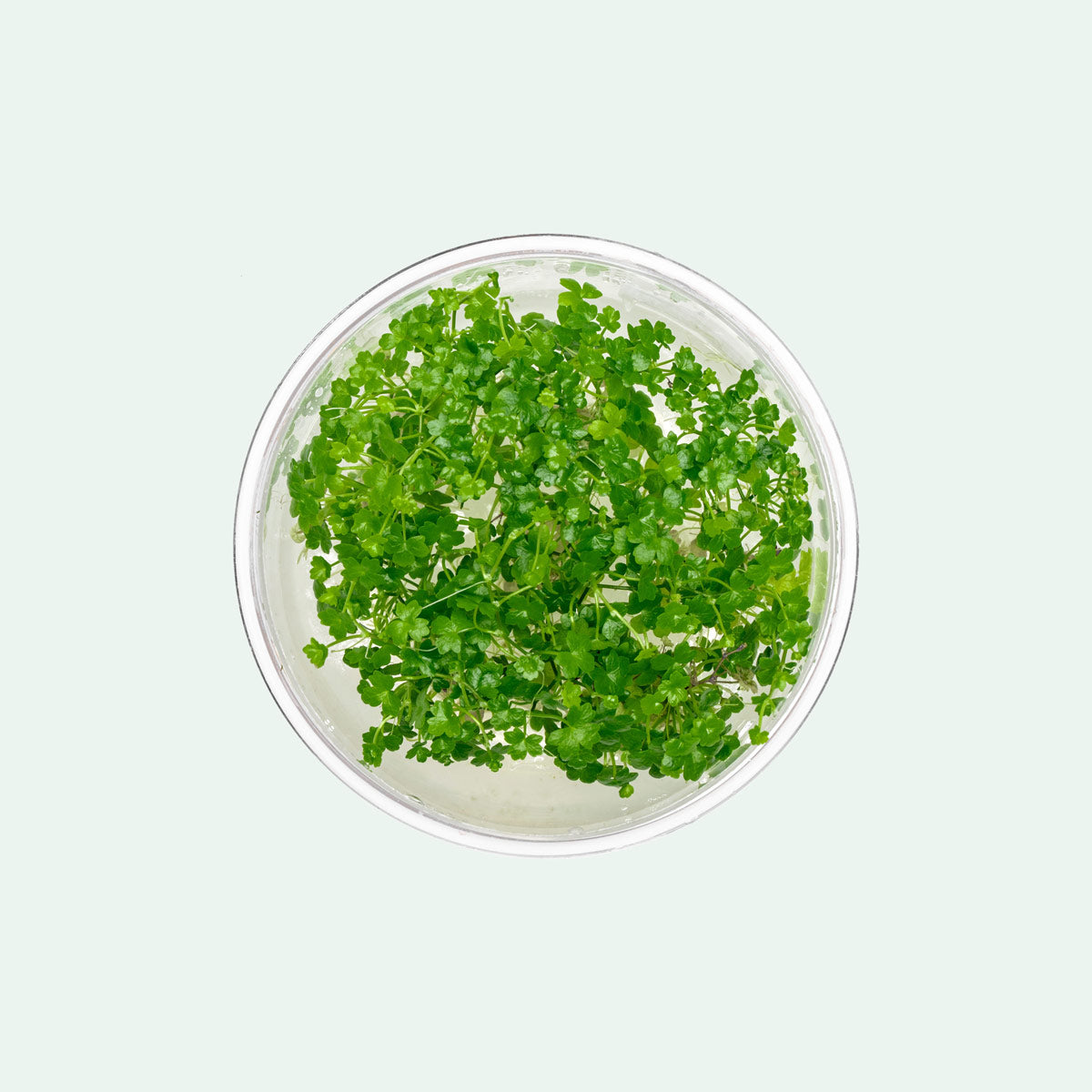 Hydrocotyle Tripartita Mini