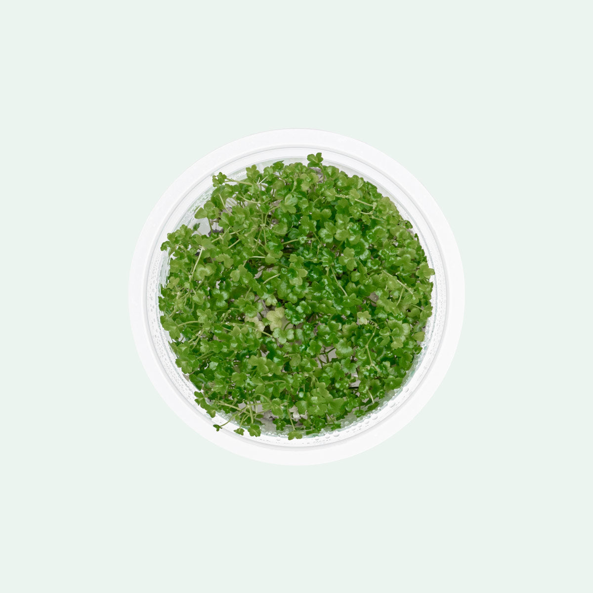 Hydrocotyle Tripartita Mini view 2
