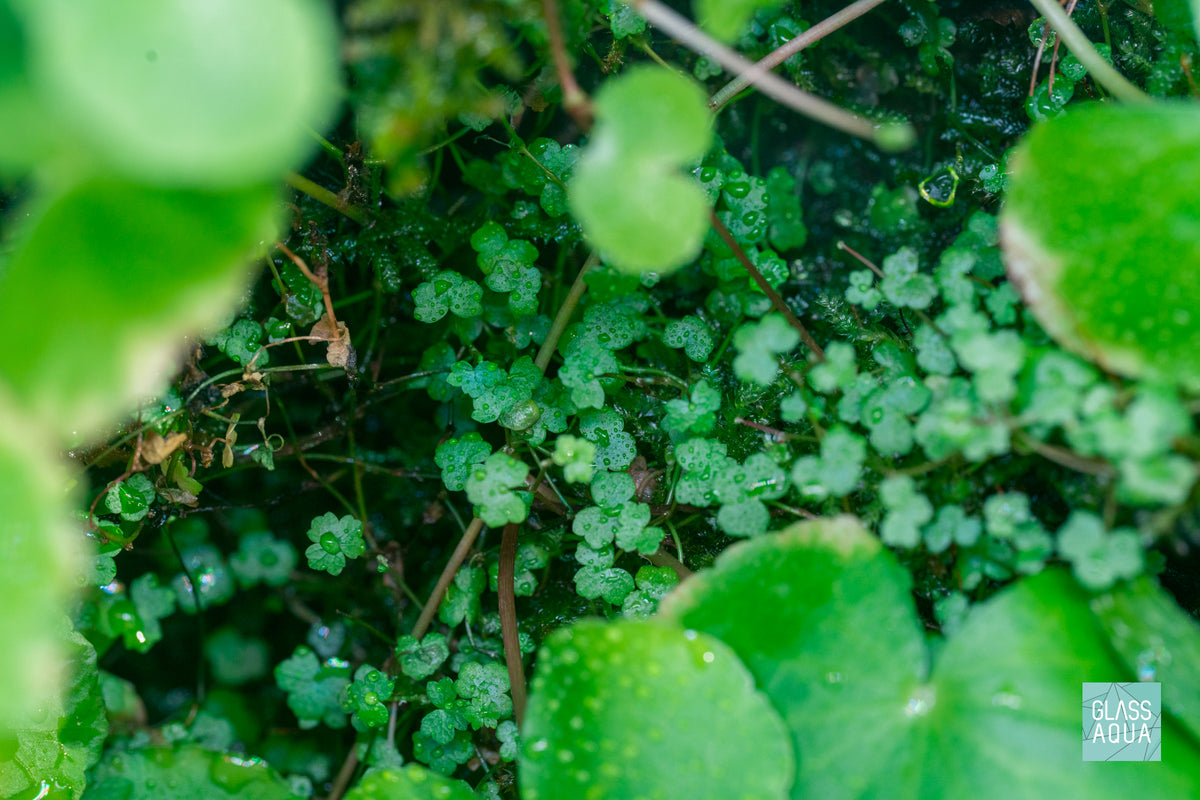 Hydrocotyle Tripartita Mini view 3