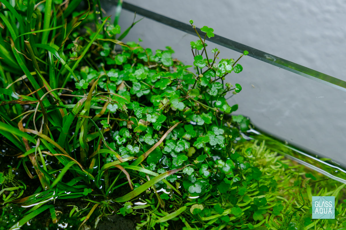 Hydrocotyle Tripartita Mini view 4