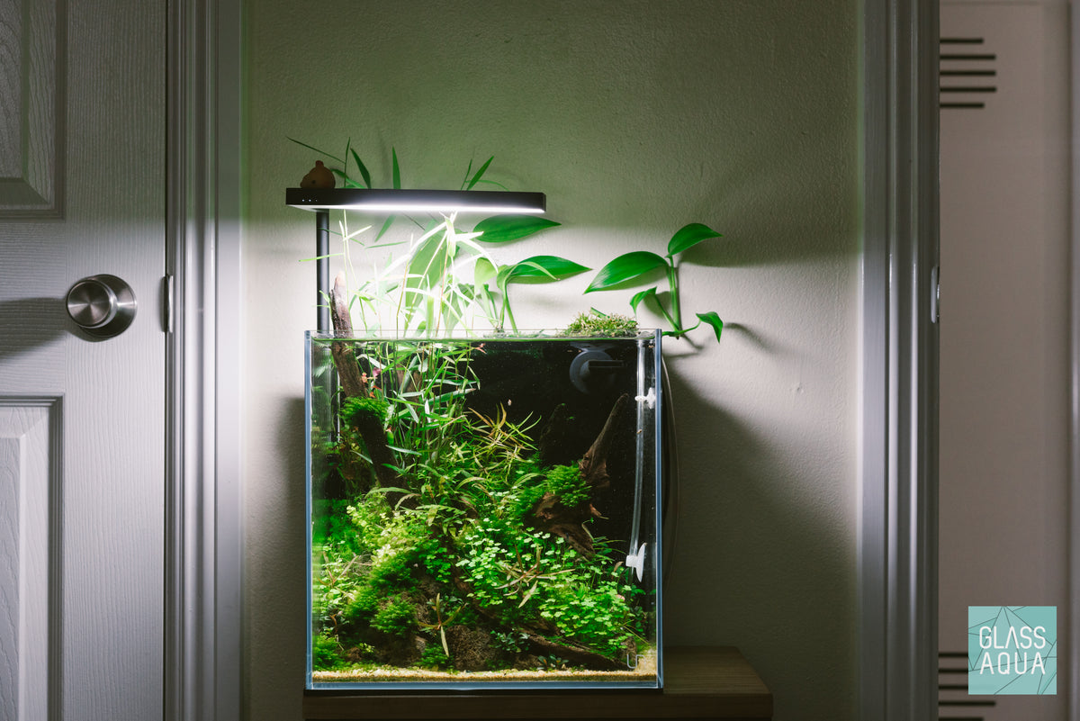 Hydrocotyle Tripartita Mini view 5